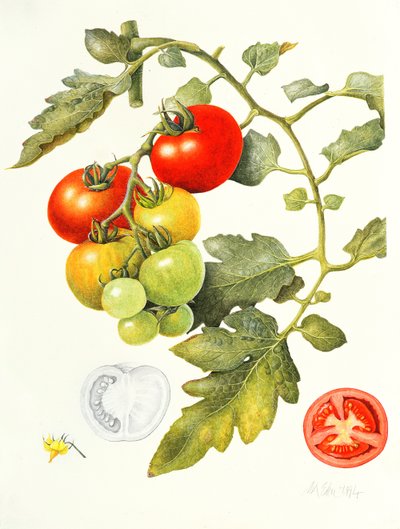 Tomaten, 1994 von Margaret Ann Eden